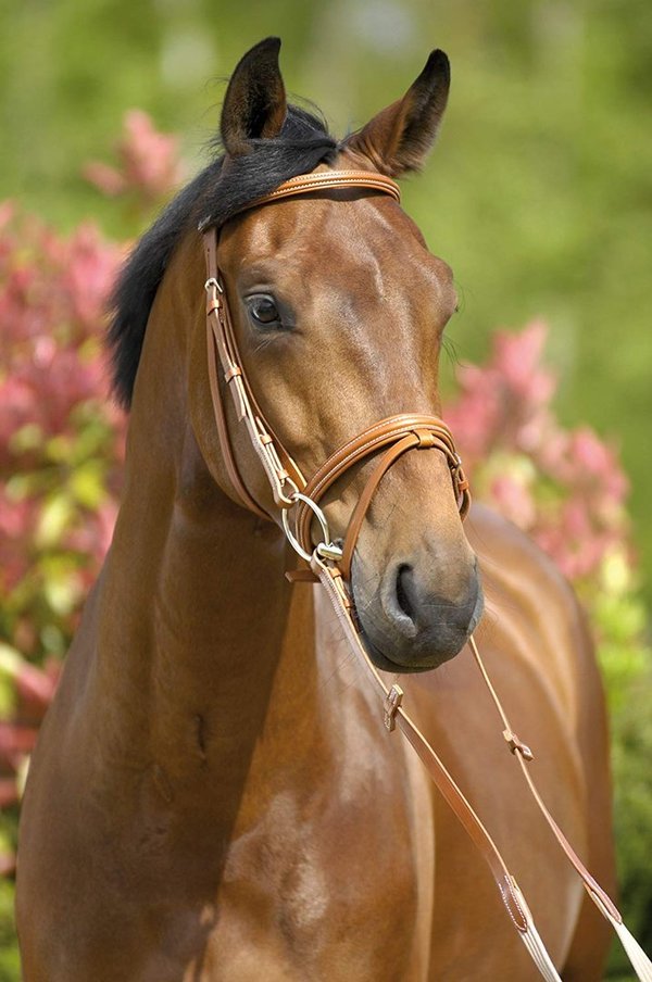 Stübben Trensenzaum 1000 Wexford Englisches Reithalfter komb. Farbe havanna (rotbraun) Größe Pony